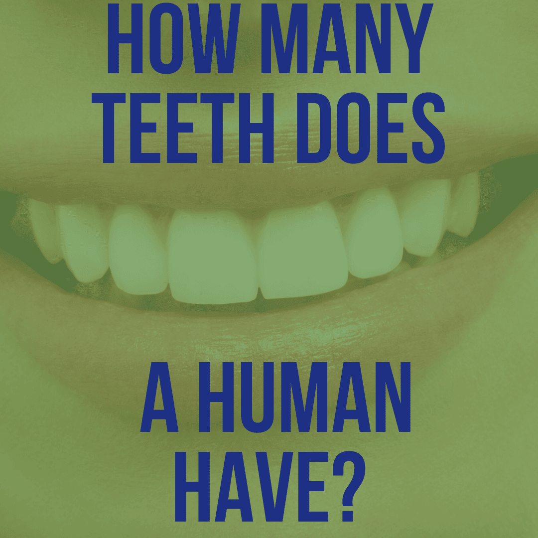 what do canine teeth do