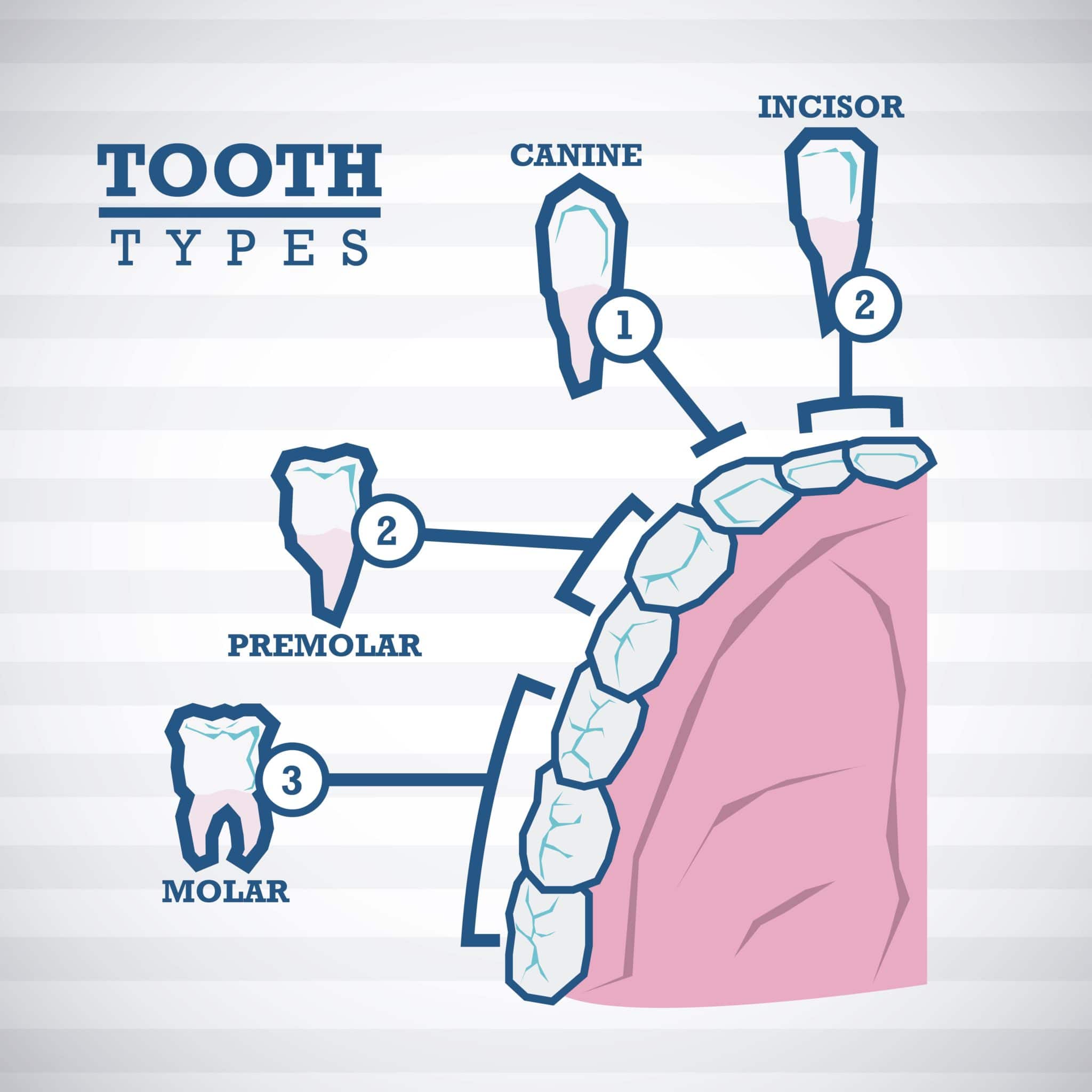 How Many Teeth Does a Human Have? Laurich Dentistry